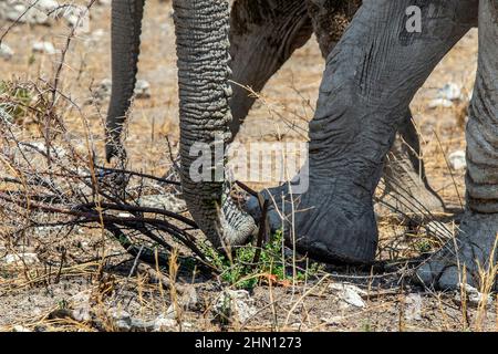 Des éléphants utilisant le tronc et le pied pour cueillir des pousses fraîches dans la zone brûlée par le feu de brousse. Banque D'Images