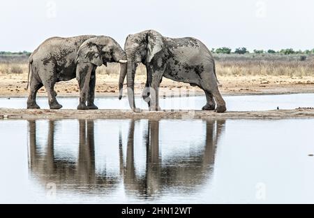 Deux éléphants se rencontrent sur une étroite bande de terre à travers un lac et poussent à la suprématie. Banque D'Images