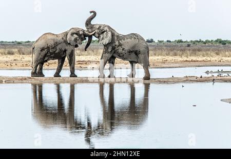 Deux éléphants se rencontrent et se battent pour la suprématie sur une étroite bande de terre à travers un lac. Banque D'Images