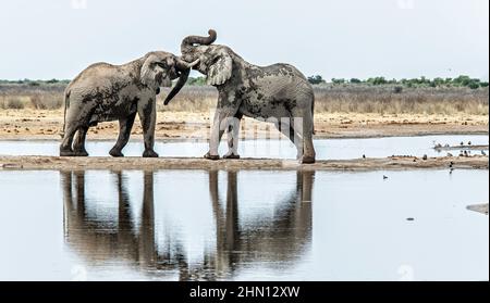 Deux éléphants se rencontrent et se battent pour la suprématie sur une étroite bande de terre à travers un lac. Banque D'Images