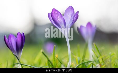 Macro gros plan de crocuses en croissance dans un champ. Banque D'Images