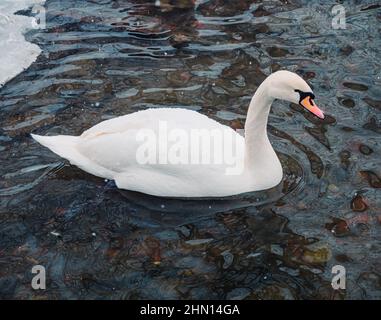 Un cygne blanc flotte sur les eaux du lac Kaban à Kazan. Un oiseau hivernant dans la ville Banque D'Images