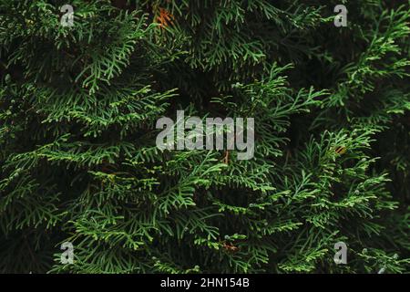 Branches de thuja vertes. Gros plan sur la branche verte de Thuja. Sur fond de verdure. Banque D'Images