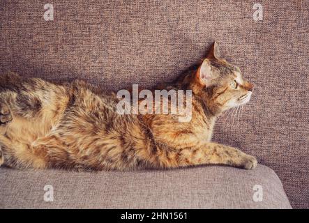 Un joli chat de tabby au gingembre se trouve sur le canapé à l'arrière. Banque D'Images