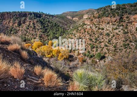 Des herbes de groupe sur le couloir riverain à l'intérieur de Corduroy Creek Canyon, US route 60, réserve indienne de fort Apache, près de Carrizo Junction, Arizona, États-Unis Banque D'Images