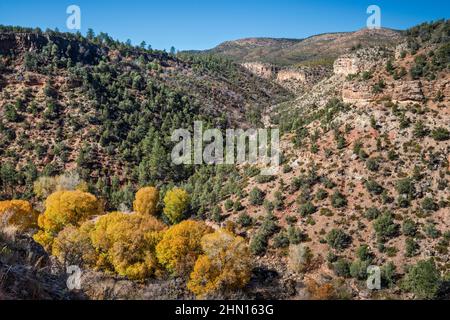 Arbres en automne feuillage dans le couloir riverain à l'intérieur de Corduroy Creek Canyon, US route 60, réserve indienne de fort Apache, près de Carrizo Junction, Arizona Banque D'Images