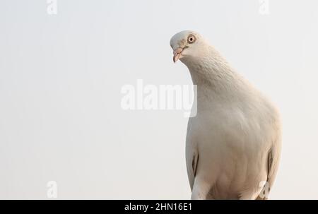 Pigeon domestique blanc gros plan avec espace de copie Banque D'Images