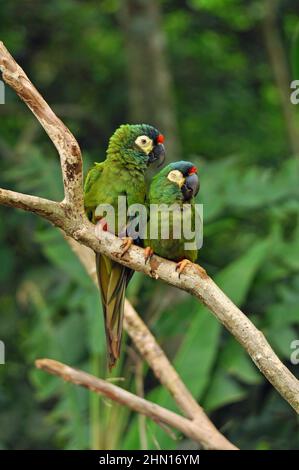 Paire de macaw ailé bleu (Primolius maracana) plus communément connu sous le nom de macaw d'Iligers, perchée sur une branche. Prise au Parque des aves, Brésil. Banque D'Images