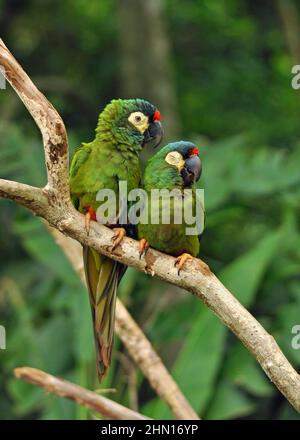 Paire de macaw ailé bleu (Primolius maracana) plus communément connu sous le nom de macaw d'Iligers, perchée sur une branche. Prise au Parque des aves, Brésil. Banque D'Images