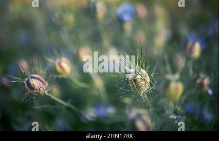 Fleurs de cumin noires dans le jardin. Mise au point sélective. Banque D'Images