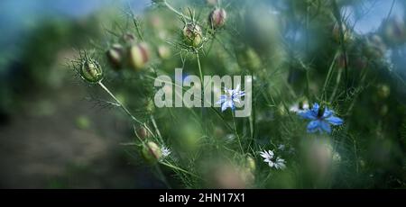 fleurs de cumin noires dans le jardin Banque D'Images