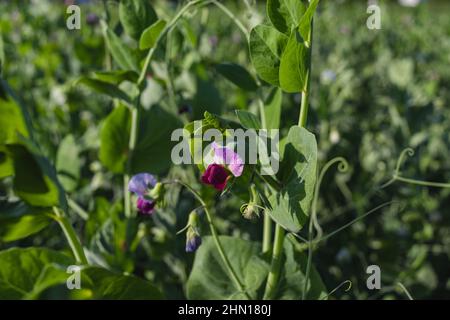 Fleurs d'été Accueil plantes de pois biologiques cultivées.Grandir une Wigwam de bâton de Hazel sur un allotement dans un jardin de légumes dans la région rurale Banque D'Images