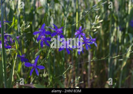 Forking larkspur, Consolia regalis ou fleurs bleues delphinium sauvages, faible profondeur de champ Banque D'Images