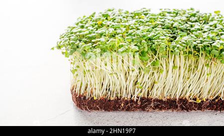 Des micro-verts d'arugula éclatent sur la table Banque D'Images
