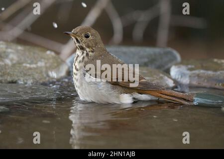 Ermit Grush (Catharus guttatus) à un bain d'oiseaux, Sacramento County California USA Banque D'Images