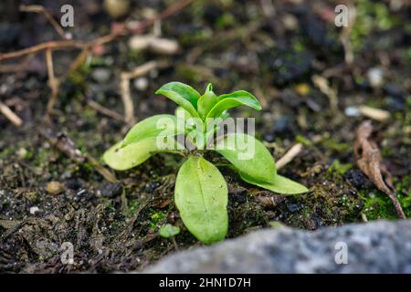 nouvelle petite plante de semis verte Banque D'Images