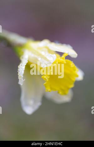 Jonquille sauvage indigène le jour des pluies avec des gouttes de pluie dans une forêt du nord-est de l'Angleterre en février. Banque D'Images