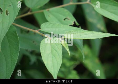 Les feuilles de Trema orientale (également appelées Trema orientalis, Cannabacées, charbon de bois, charbon de bois indien) Banque D'Images