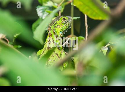 Jésus Christ Lizard (basilisque commun), Parc national Arenal, la Fortuna, Costa Rica Banque D'Images