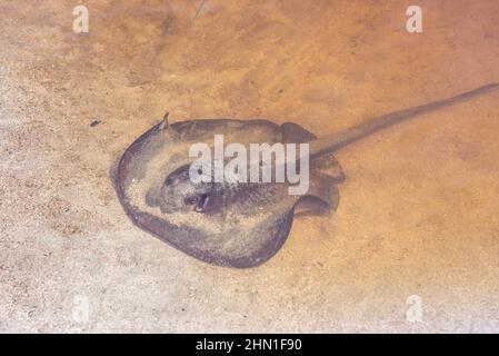 Stingray ronde (Urobatis halleri), Parc national de Cahuita, Costa Rica Banque D'Images