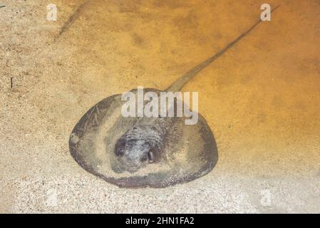 Stingray ronde (Urobatis halleri), Parc national de Cahuita, Costa Rica Banque D'Images