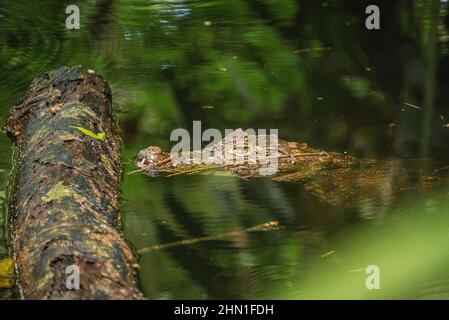 Caiman (Caiman crocodilus), parc national de Cahuita, Costa Rica Banque D'Images