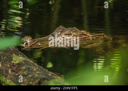 Caiman (Caiman crocodilus), parc national de Cahuita, Costa Rica Banque D'Images