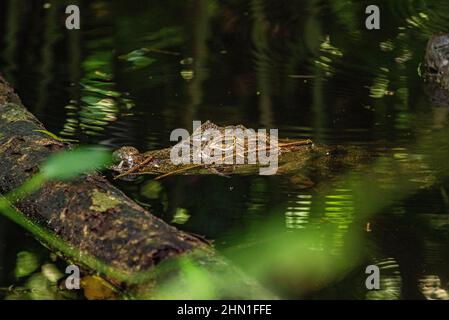 Caiman (Caiman crocodilus), parc national de Cahuita, Costa Rica Banque D'Images