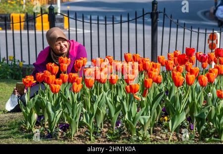 New Delhi, Inde. 13th févr. 2022. Femme dans un hijab pose avec des fleurs de tulipe dans Shantipath.les fleurs de tulipe fleurissent le long de la route pendant une saison de printemps. (Photo de Pradeep Gaur/SOPA Images/Sipa USA) crédit: SIPA USA/Alay Live News Banque D'Images