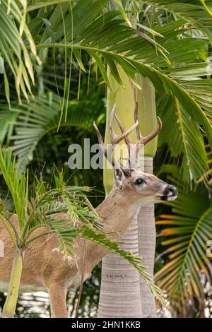 A Key Deer (Odocoileus virginianus clavium) dans les Keys de Floride, États-Unis. Banque D'Images