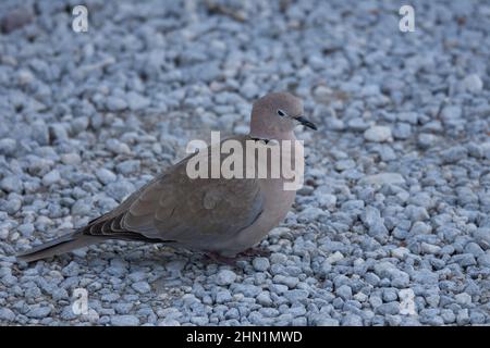 Pigeon marchant sur une route de gravier. Banque D'Images