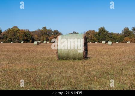 Une grosse balle de foin ronde dans une ferme herbeuse avec des arbres et plus de balles en arrière-plan. Banque D'Images