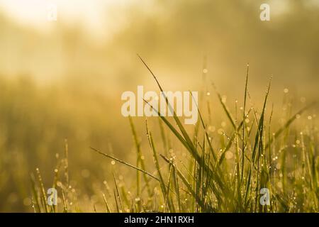 Herbe de prairie avec des gouttes de rosée dans la lumière du matin en gros plan Banque D'Images