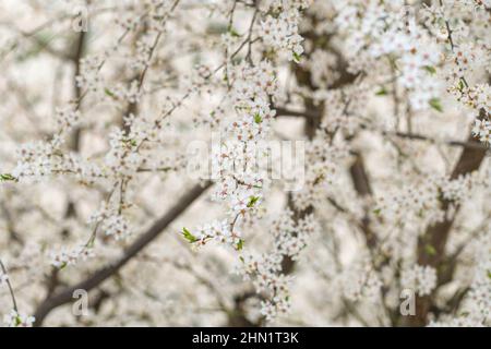 Sakura en fleurs fleurs blanches fleurs de cerisier close-up Banque D'Images