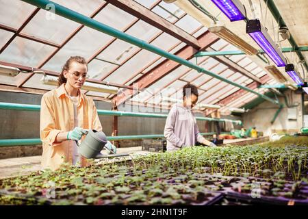 Deux jardiniers femelles interculturels s'occupant de plantules vertes qui poussent dans de petits pots tandis que l'un d'entre eux arrosant des pousses Banque D'Images