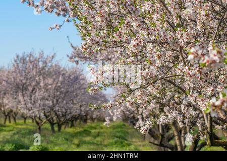 Belle scène de nature avec des abricots fleuris à la journée ensoleillée au printemps. Banque D'Images