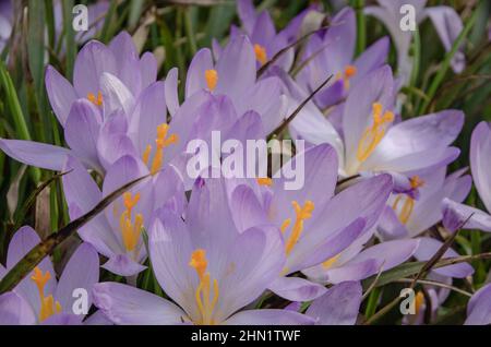 Les crocodiles sont un genre de plantes de la famille des iris. Les environ 235 espèces de crocus Banque D'Images