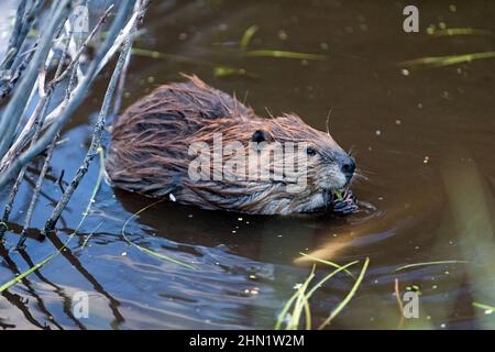 Castor d'Amérique (Castor canadensis) se nourrissant dans l'eau, Yellowstone, NP, Wyoming, USA Banque D'Images