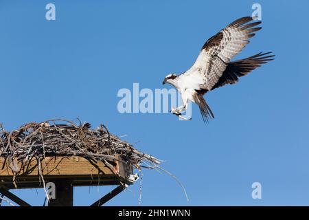 Osprey (Osprey (Pandion haliaetus) en vol approchant le nid avec des poissons dans les talons, Grand Teton NP, Wyoming, USA Banque D'Images