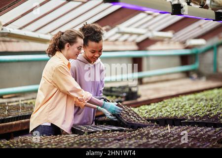 Deux jeunes agricultrices interraciales vont replanter des semis tandis que l'une d'entre elles prend un ensemble de petits pots en plastique avec des pousses vertes Banque D'Images