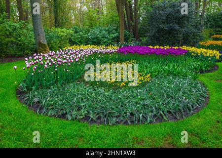 Diverses fleurs de printemps fraîches et colorées dans le pittoresque jardin de Keukenhof. Lits de fleurs étonnants avec jonquilles et tulipes, Lisse, pays-Bas, Europe Banque D'Images