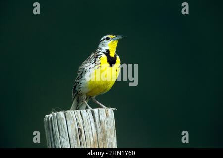 Meadowlark de l'Ouest ((Sturnella neglecta) perchée en poste, parc national de Grand Teton, Wyoming Banque D'Images