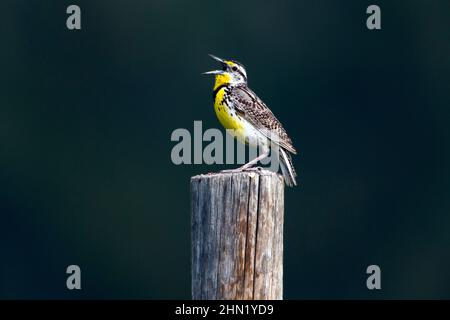 WESTERN Meadowlark ((Sturnella neglecta) on post, Grand Teton NP, Wyoming Banque D'Images