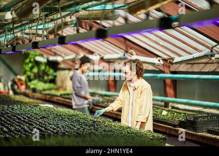 Jeune femme travailleuse de grande maison moderne en desserrant le sol dans des pots avec des semis tout en se tenant à la table avec de petites feuilles vertes Banque D'Images