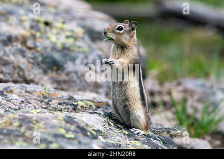 Écureuil doré (Callospermophilus) sur bloc, parc national de Yellowstone, Wyoming, États-Unis Banque D'Images