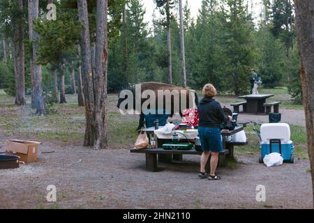 American Bison (Bison bison) dans le terrain de camping de Madison, parc national de Yellowstone, Wyoming, États-Unis Banque D'Images