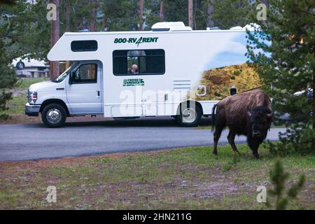 American Bison (Bison bison) dans le terrain de camping de Madison, parc national de Yellowstone, Wyoming, États-Unis Banque D'Images