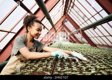 Vue latérale de jeunes agriculteurs afro-américains avec outil de jardin qui desserre le sol dans de petits pots de tourbe avec des semis verts à l'intérieur de la serre Banque D'Images