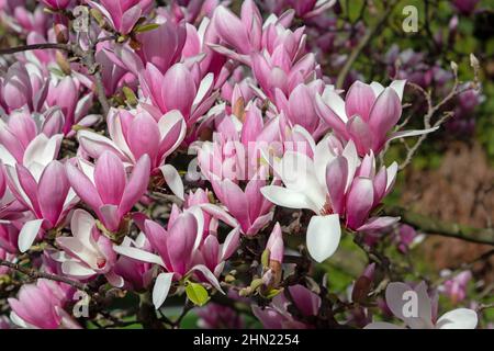 Arbre ligneux-orchidée en pleine fleur.fleurs de magnolia liiflora rose. Banque D'Images