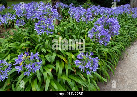 Fleurs bleues d'Agapanthus dans le jardin. Nénuphars du Nil ou plantes à fleurs de nénuphars africains. Banque D'Images
